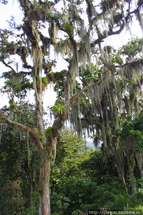 Высокие, заросшие деревья Мерида, Венесуэла