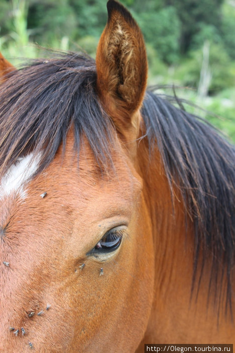 Эко-туризм на лошадях Мерида, Венесуэла