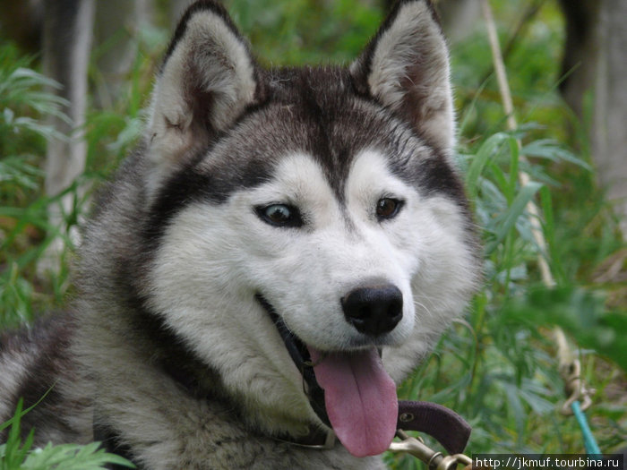 собака каска Паратунка, Россия