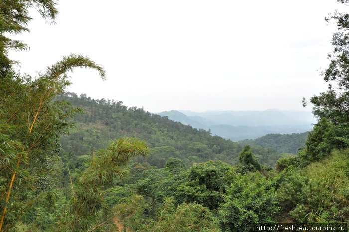 ... лишь клубятся туманы и облака — это граница влажной зоны многоярусных ливневых лесов. Центральная провинция, Шри-Ланка