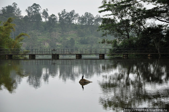 У края озера Хьюнас, прямо над струей воды, падающей вниз, к чайным склонам — мостик. Когда смотришь с другого берега, кажется, что это даже не Шри-Ланка, а уголок Японии или Китая. Центральная провинция, Шри-Ланка