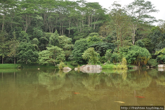 Его издалека зеркальная поверхность при близком рассмотрении оказалась не столь спокойной — в озере живут сотни китайских карпов. Центральная провинция, Шри-Ланка
