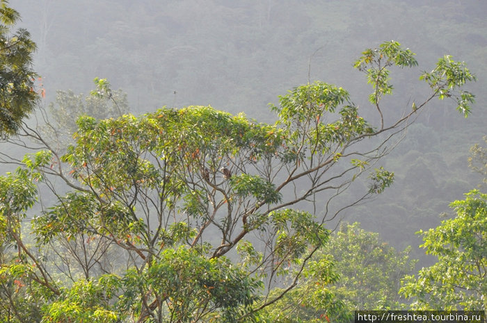 Тогда можно рассмотреть в ветвях раскидистых деревьев множество птиц. Как в этой кроне, пронизанной солнцем, я заметила пару белоголовых орлов. Центральная провинция, Шри-Ланка