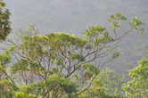 Тогда можно рассмотреть в ветвях раскидистых деревьев множество птиц. Как в этой кроне, пронизанной солнцем, я заметила пару белоголовых орлов.