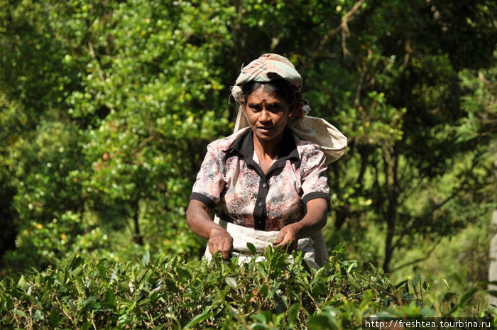 В тот день на ближних склонах собирали чай... И мы даже успели попробовать, каково это — щипать листочки, стоя на склоне. Центральная провинция, Шри-Ланка