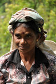 Сборщица чая, как и положено тамильским женщинам, с тикой на лбу. За спиной у нее корзина, куда сбрасываются сорванные листья... Норма в день — нешуточная: 12 кг. Мы ахаем, а она в ответ улыбается.