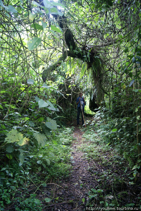 тропинка к вершине, здесь идти уже легче и шест почти не нужен Рвензори Маунтинс Национальный Парк, Уганда