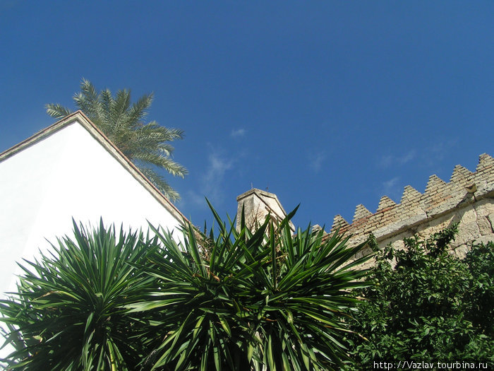 Пальмы и кусочек неба Кордова, Испания
