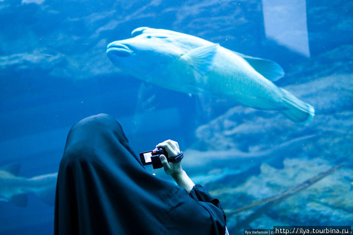 Дубайский аквариум Дубай, ОАЭ