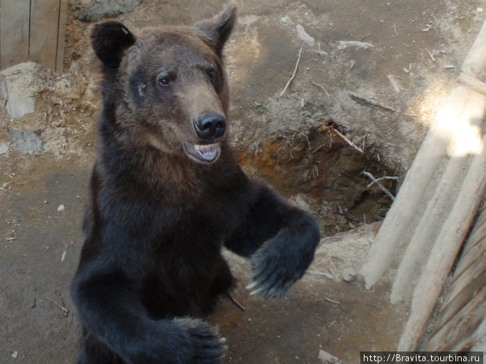 Зоокомплекс  называется Три медведя, но на самом деле, медведей больше.  На момент нашего посещения их было семь — все разных возрастов. Петрозаводск, Россия