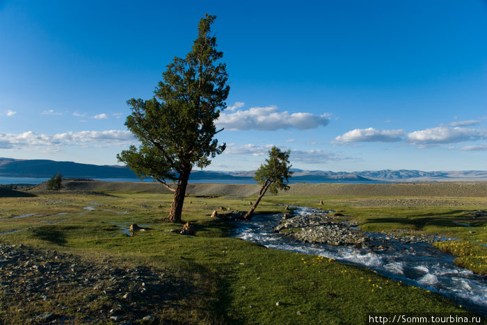 Одинокие лиственницы недалеко от озера. Вообще-то зона лесов начинается выше по склону, километрах в пяти отсюда. Баян-Улэгэйский аймак, Монголия