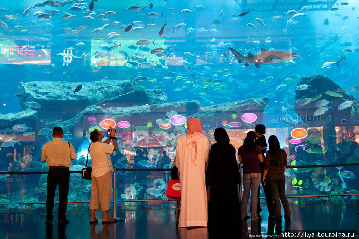 Размеры передней стенки аквариума — 32.88 метров в ширину и 8.3 метров в высоту. Толщина идеально прозрачной панели 750 миллиметров. Вся конструкция весит более 245 тонн. Дубай, ОАЭ