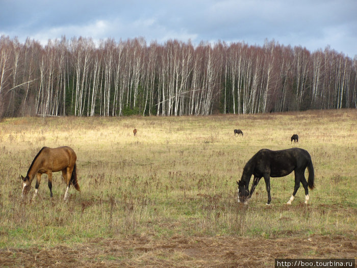 лошади на лугу Покров, Россия