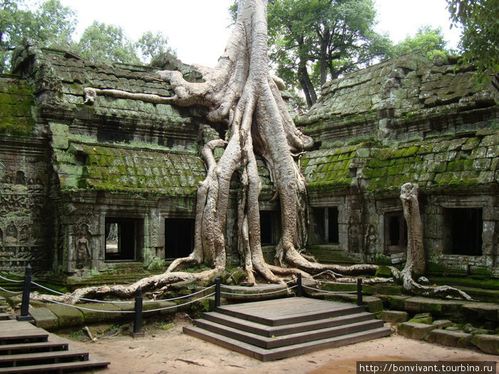 Та Пром, он же Храм Анджелины Джоли Сиемреап, Камбоджа