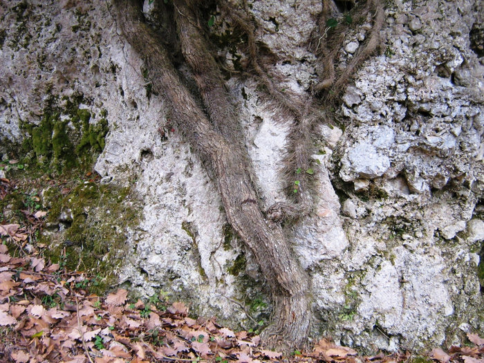 Камень и дерево срослись вместе.