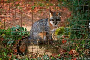 Это серая лисичка (gray fox).