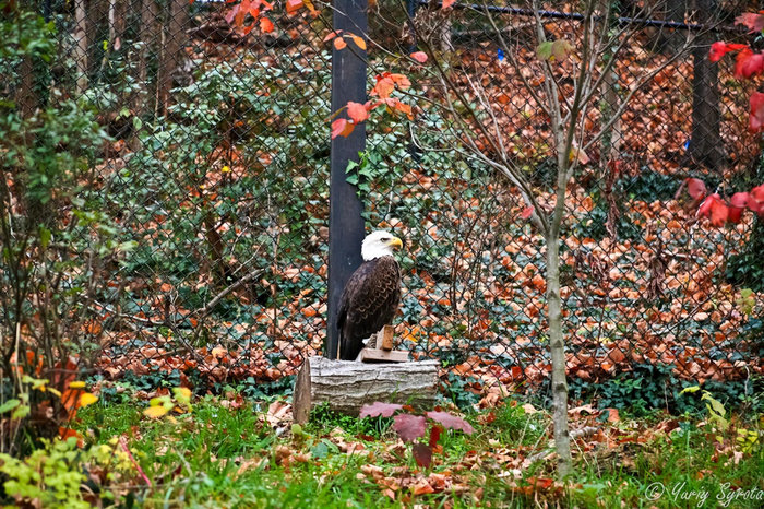 Это символ США — bald eagle (лысый орёл). Ричмонд, CША