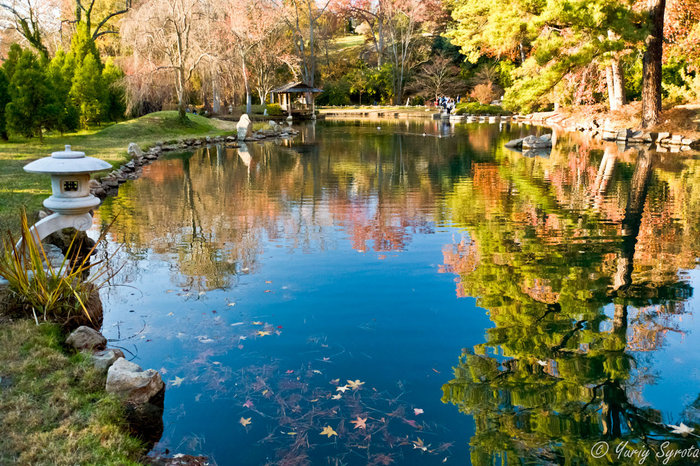 Это пруд в японском саду. Ричмонд, CША