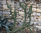 На Мальте много кактусов