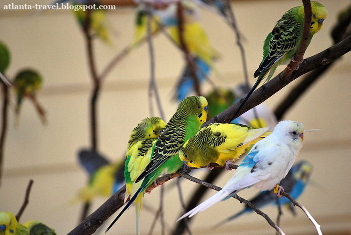 Волнистые попугайчики в зоопарке Атланты Атланта, CША