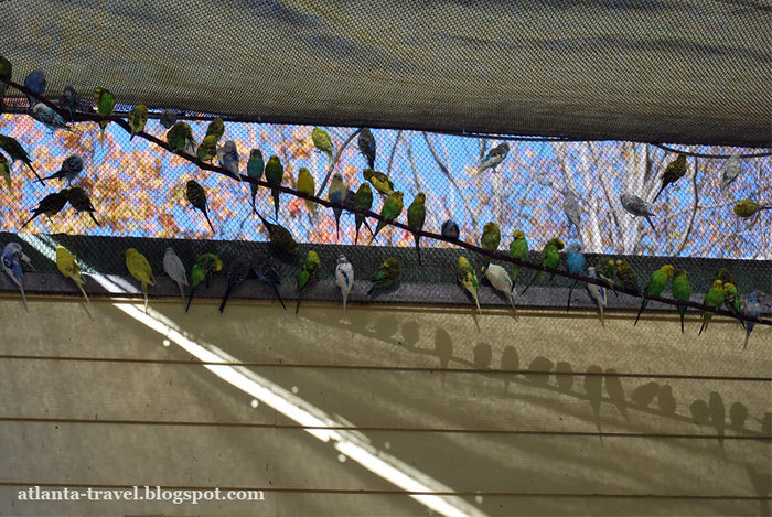 Волнистые попугайчики в зоопарке Атланты Атланта, CША