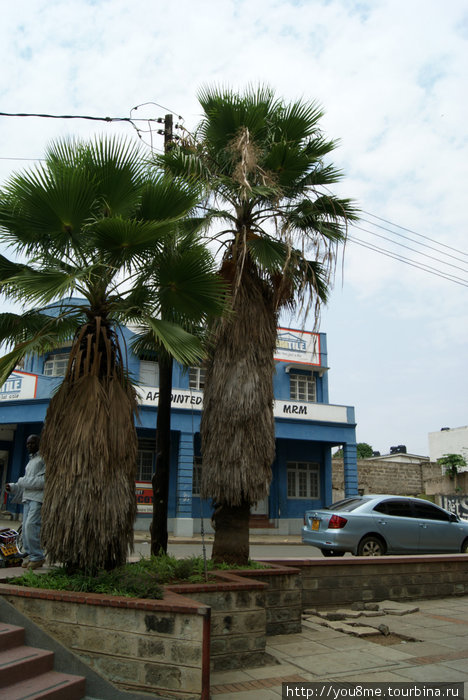 мохнатые пальмы Кисуму, Кения