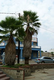 мохнатые пальмы