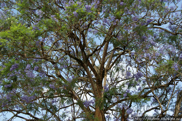 дерево с синими колокольчиками Энтеббе, Уганда