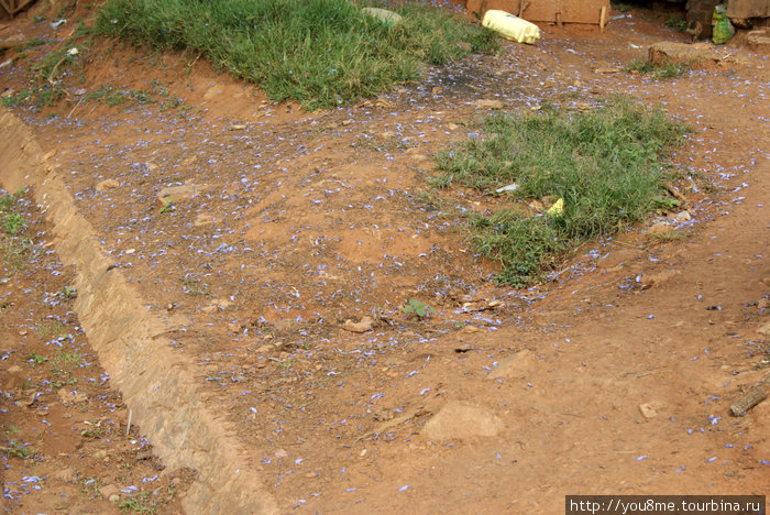 опавшие колокольчики на красной земле Энтеббе, Уганда