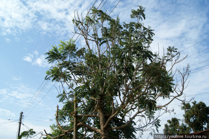 дерево и провода над ним Энтеббе, Уганда
