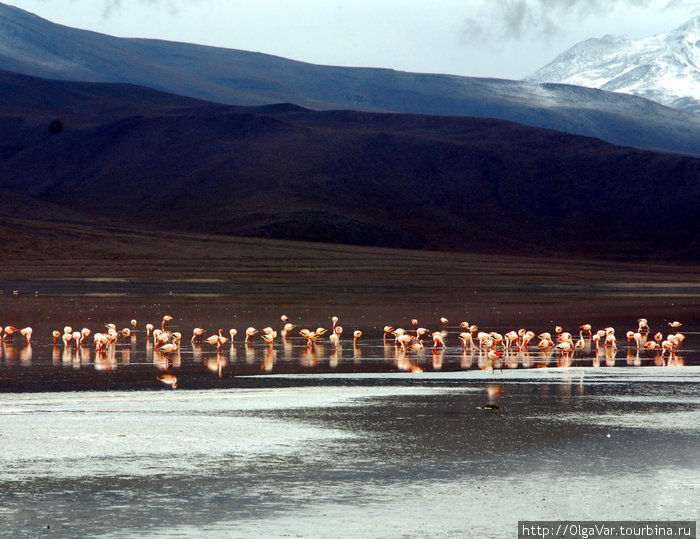 Лагуна Колорадо Уюни, Боливия