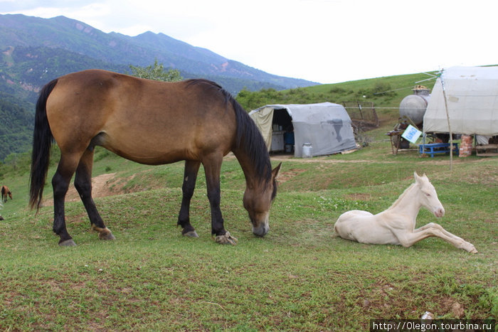 Когда появляется жеребец лошадь даёт молоко, из которого делают в Средней Азии вкусный напиток- кумыс Ташкент, Узбекистан