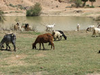 Бедуинское стадо.