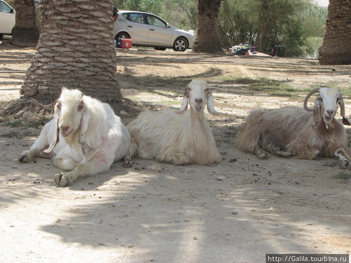 Три девицы под пальмой. Ерухам, Израиль