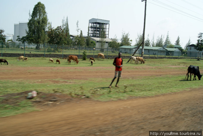 стадо у дороги Кисуму, Кения