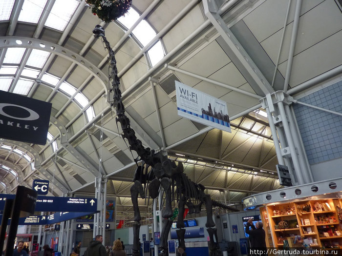 Вот какой скелет травоядного динозавра  стоит в одном из  залов аэропорта О’ Хара в Чикаго. Хьюстон, CША