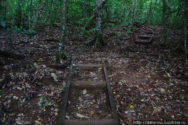 Старые лестницы кое-где изрыты носами свиней — их на Тонге очень много Остров Вавау, Тонга