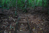 Старые лестницы кое-где изрыты носами свиней — их на Тонге очень много