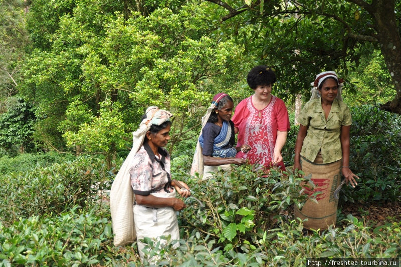 Чай собирать — непростое дело! Дневная норма — 12 кг листьев (причем только молодых, нежно-зеленых!). В этих районах острова, вокруг Канди, производят черный чай, так наз. среднегорный. Аромат — мммм!