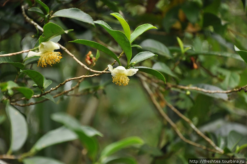 Вот так цветет чайный куст (если не стричь его и дать разрастись). Он — родственник камелии. Канди, Шри-Ланка
