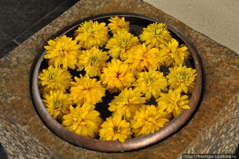 На Шри-Ланке у входа в дом или храм принято ставить вазы (или миски) с плавающими в воде цветами. Отель Jetwing Hunas Falls — не исключение.