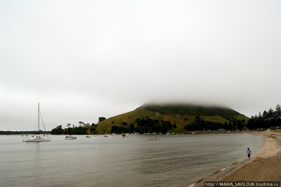 Гора.Пляж.Много ракушек Тауранга, Новая Зеландия