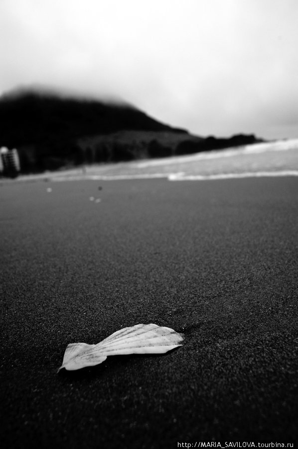 Гора.Пляж.Много ракушек Тауранга, Новая Зеландия