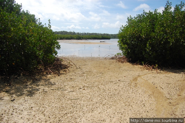 Рядом заросли, корни которых, разветвляясь, теряются в песке Остров Вавау, Тонга