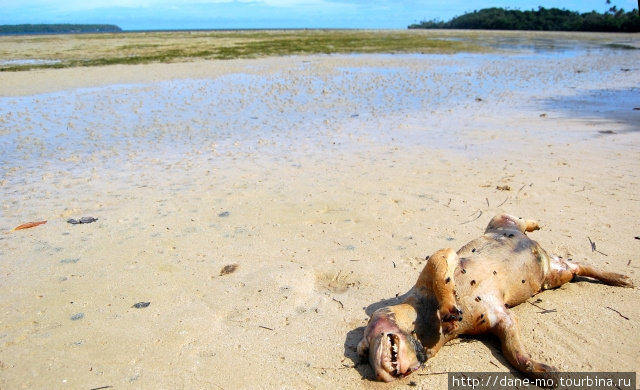 На берегах Тихого океана можно встретить не только живых крабов, но и мертвых собак...
