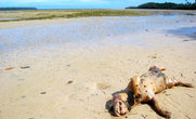 На берегах Тихого океана можно встретить не только живых крабов, но и мертвых собак...