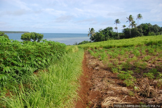Вокруг — поля, где возделываются овощи и фрукты Остров Вавау, Тонга