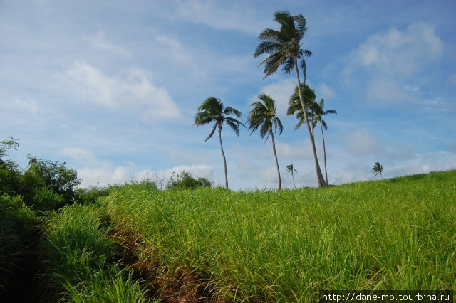 Неиспользуемые пространства заростают травой высотой в человеческий рост Остров Вавау, Тонга