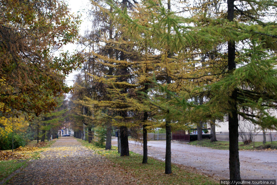 улица, усыпанная желтыми листьями Пярну, Эстония