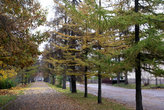 улица, усыпанная желтыми листьями